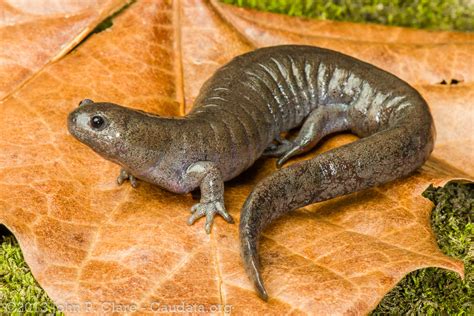 Streamside Salamander Ambystoma Barbouri Male Northern Flickr