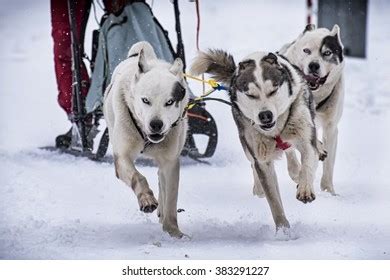 Sled Dog Stock Photo 383291227 | Shutterstock