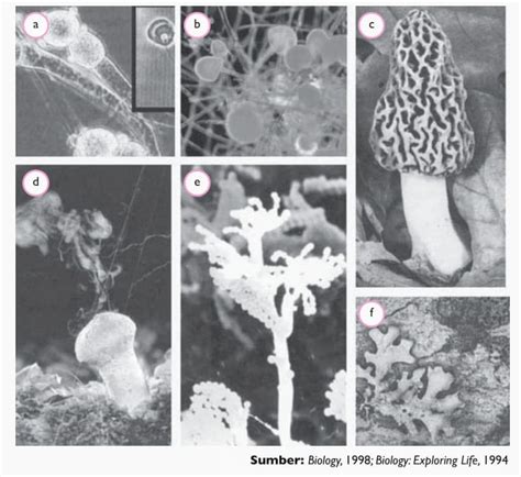 Pengertian Kingdom Fungi Jamur Cinta Sains Cinta Sains