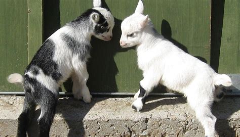 Pygmy Goat Breed Everything You Need To Know