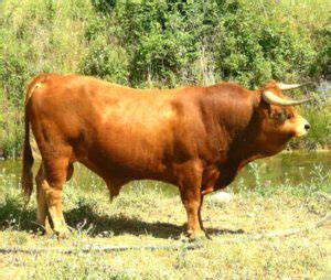 Blonde D Aquitaine Cattle Origin Characteristics Uses