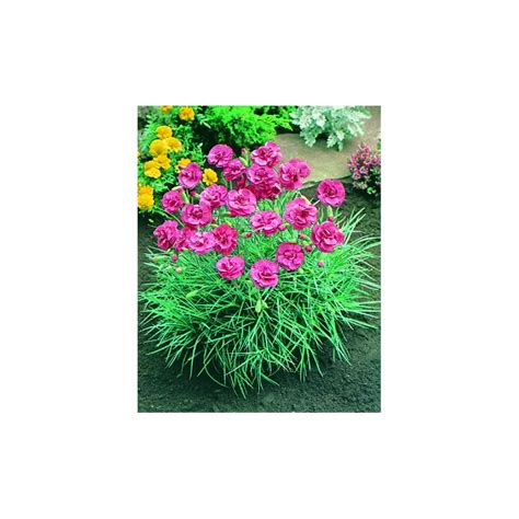 Dianthus Plumarius