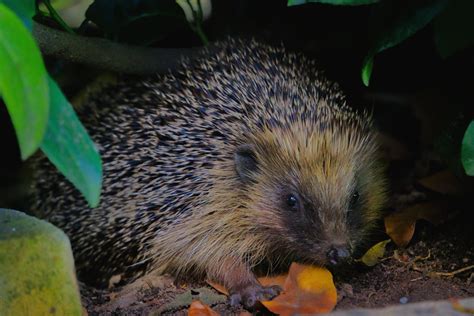80+ Best Hedgehog Photos · 100% Free Download · Pexels Stock Photos