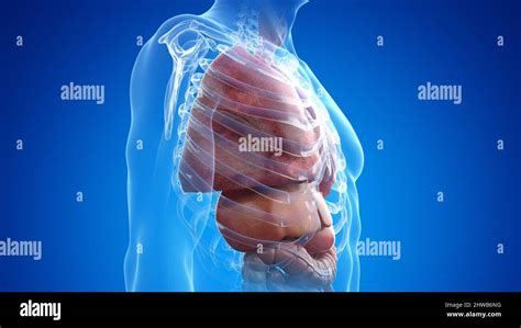 Thorax anatomy, illustration Stock Photo - Alamy