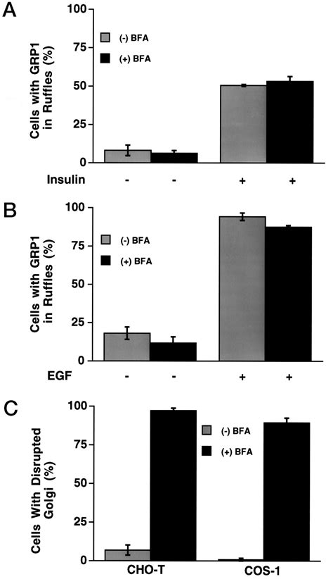 ADP Ribosylation Factor 6 As A Target Of Guanine Nucleotide Exchange