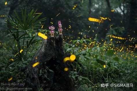 萤火虫怎么拍？看懂这篇就够了！ 知乎