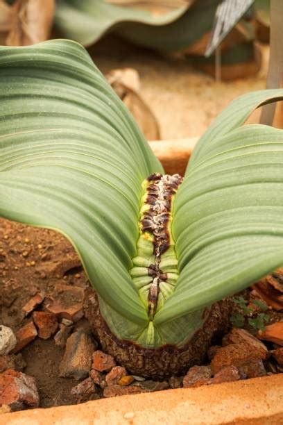 Welwitschia Mirabilis Fotos Banco De Fotos E Imágenes De Stock Istock