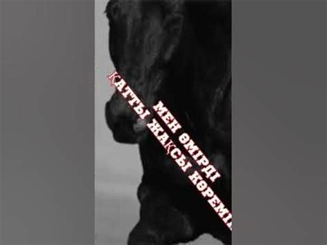 АФФИРМАЦИЯ НА КАЖДЫЙ ДЕНЬ. ҚАЗАҚША АФФИРМАЦИЯ - YouTube