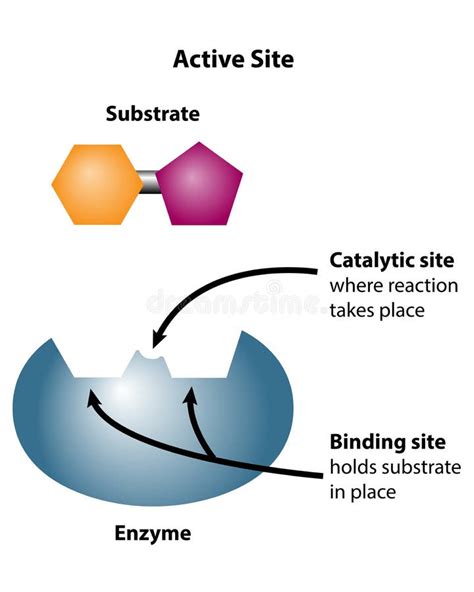 Enzyme Substrate Stock Illustrations 538 Enzyme Substrate Stock