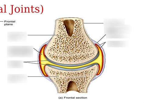 Synovial Joint Diagram Quizlet