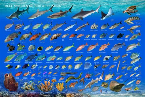 Reef Species Of South Florida Reef Smart Guides