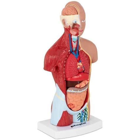 Physa Maquette Anatomique Du Torse Humain Modèle 3D Mannequin Anatomie