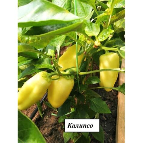 Калипсо