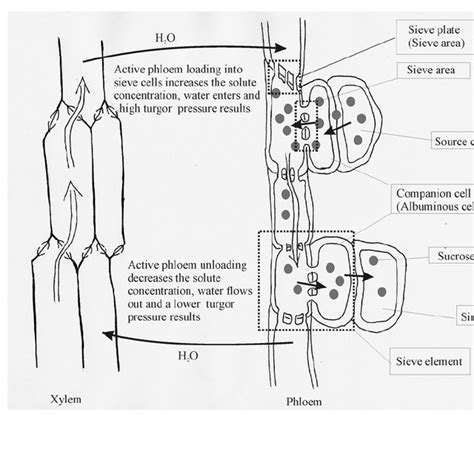 Generalised Structure Of A Tree Stem Showing Orientation Of Major