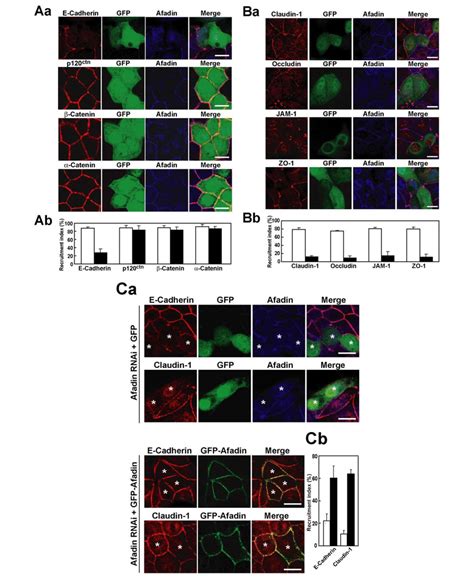 Involvement Of Afadin In The Formation Of Ajs And Subsequent Formation