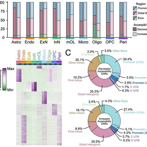 Distribution Of Cell Type Specific Chromatin Accessible Regions A