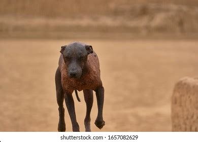 43 African Hairless Dog Images, Stock Photos & Vectors | Shutterstock