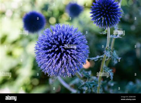 The Spherical Flower Head Of A Globe Thistles Echinops Stock Photo Alamy