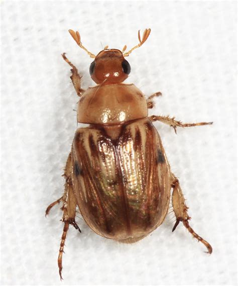 Oriental Beetle Exomala Orientalis Photo Tom Murray Photos At