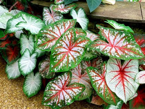 Caladium Bulbs Shop Our Selection Of Caladiums Now