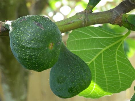 Fig Fruits Free Stock Photo Public Domain Pictures