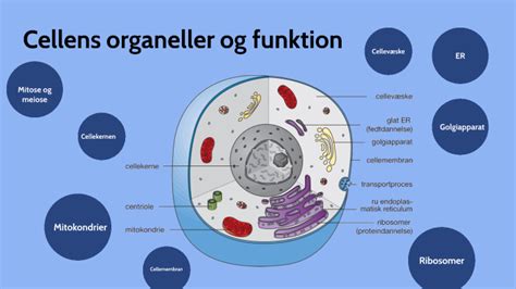 Cellens Organeller Og Funktion By Linette Rasmussen On Prezi