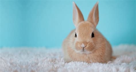 400+ Cute Bunny Names for Your Pet Rabbit - In The Playroom