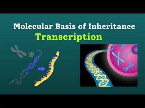 Molecular Basis Of Inheritance Transcription Class 12th Neet B