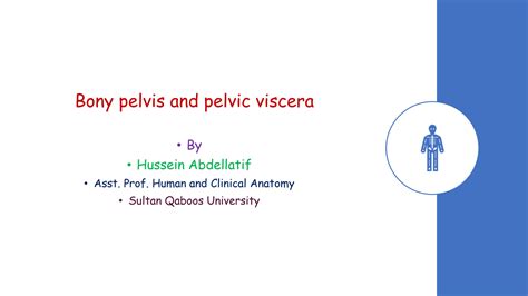 SOLUTION Bony Pelvis And Pelvic Viscera Studypool