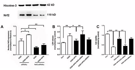 Apigenin 7 O β D 6 p coumaroyl glucopyranoside treatment elicits a