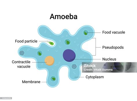 Vector Illustration Of Amoeba Anatomy Educational Structure Arte Vetorial De Stock E Mais