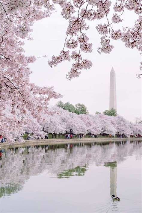 Cherry Blossom Festival Guide in DC - Skylar Aria’s Adventures | Cherry ...