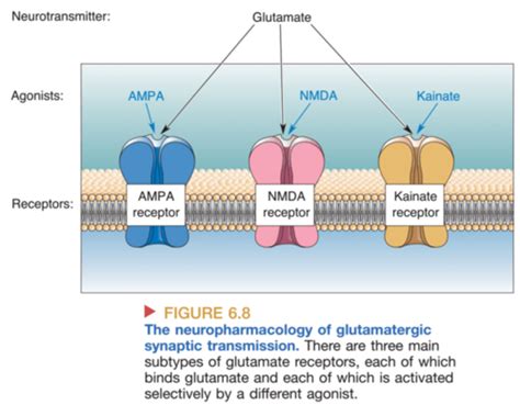 Ch Neurotransmitter Synapse Flashcards Quizlet