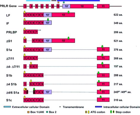 Schematic Representation Of Human PRLR Isoforms Generated By