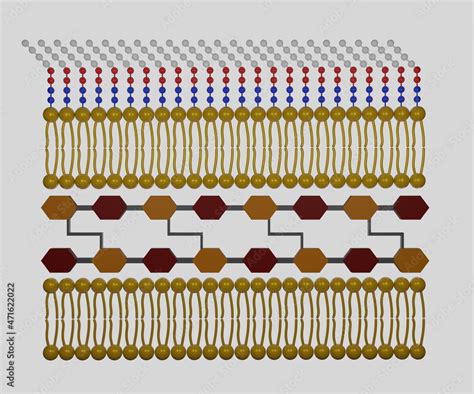 The Gram-negative cell wall is composed of an outer membrane, a ...