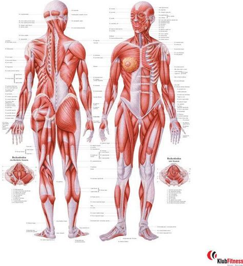 Anatomia człowieka UKŁAD MIĘŚNIOWY KOBIETY poster 70x100cm Ceny i