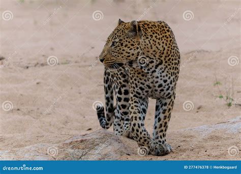 Leopard Male In Sabi Sands Game Reserve Stock Photo Image Of Kruger