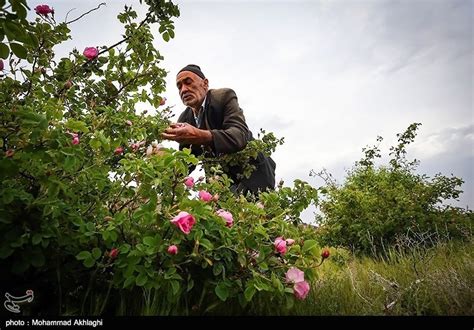 Photos Rose Water Distillation In Irans Central City Of Kashan