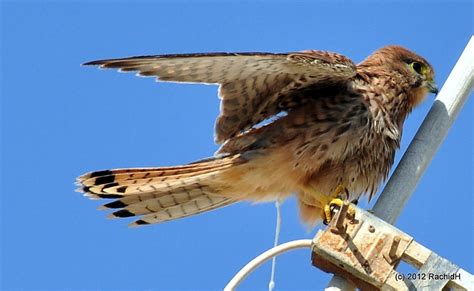 Dsc Common Kestrel Falco Tinnunculus Faucon Cr Ce Flickr