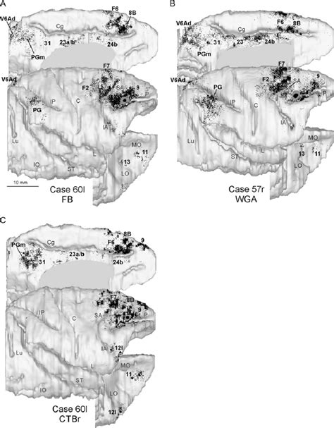 Distribution Of The Retrograde Labeling Observed Following Injections