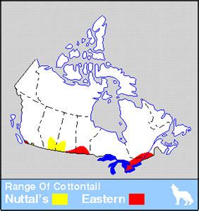 Rabbit The Canadian Encyclopedia