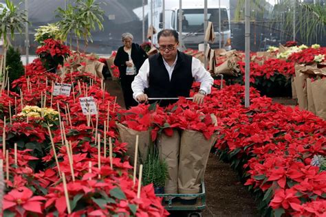 Moldes De Flores De Nochebuena Para Imprimir Teleflor