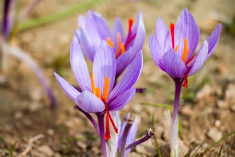 A Comprehensive Guide To Saffron Farming Business Plan Maximizing Your