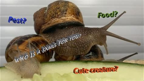 What Kind Of Food Do Snails Prefer How Do Snails Mate YouTube