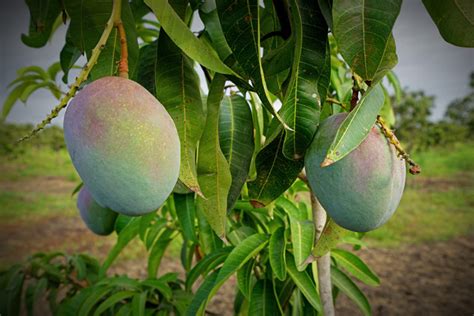 Analysis: Mexico's transitioning mango regions - FreshFruitPortal.com