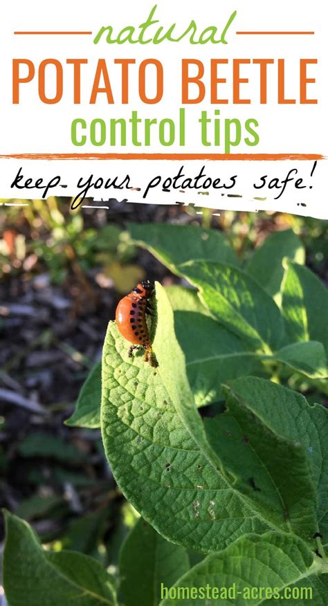 How To Get Rid Of Colorado Potato Beetles In 2023 Plant Pests Garden