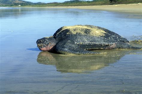 Leatherback Sea Turtle