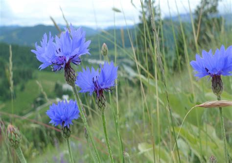 Por que a cor azul é tão rara na natureza