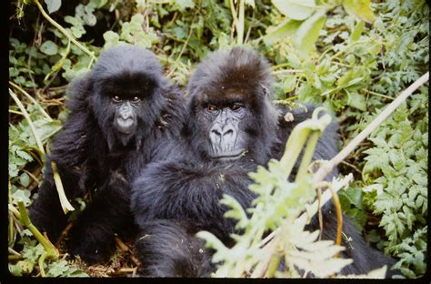 Female Gorillas Affect Group Success Dian Fossey Gorilla Fund