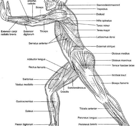 Printable Coloring Page Posterior View Gluteus Maximus